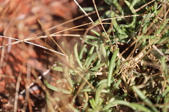 Calandrinia reticulata