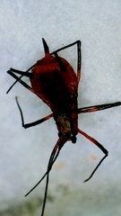Macrosiphum rosae