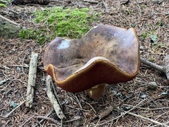 Neoboletus