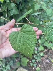 Ampelopsis