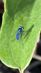 Condylostylus mundus