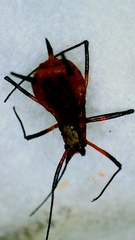 Macrosiphum rosae