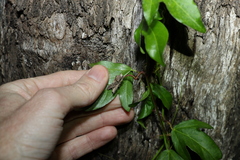 Passiflora pallida