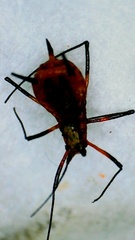 Macrosiphum rosae