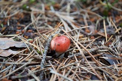 Russula sanguinea