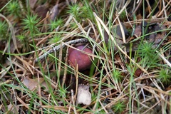 Russula emetica