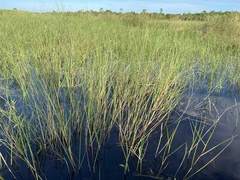 Panicum repens
