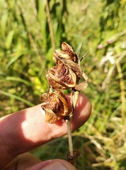 Gladiolus imbricatus