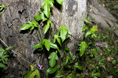 Passiflora pallida