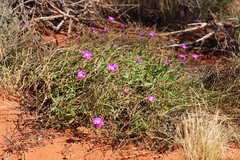 Calandrinia reticulata