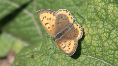 Tharsalea hyllus
