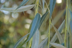 Salix babylonica