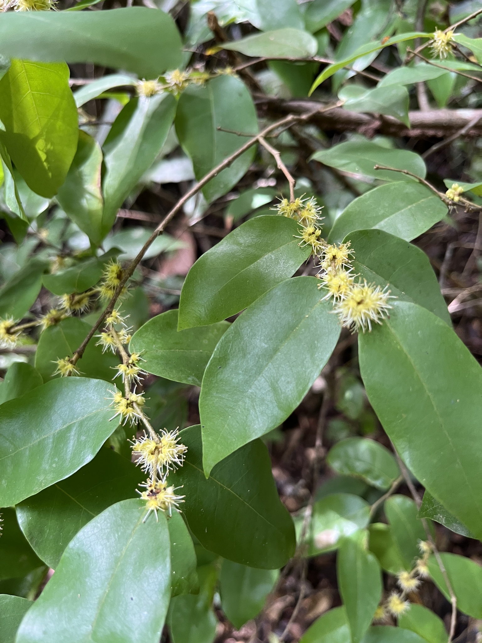 Savia sessiliflora