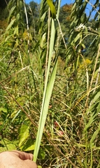Gladiolus imbricatus