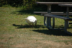 Anser anser domesticus