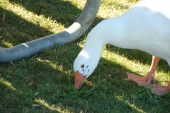 Anser anser domesticus