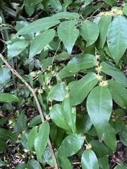 Savia sessiliflora