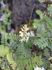 Eysenhardtia polystachya