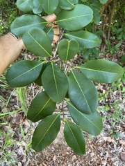 Erythroxylum rufum