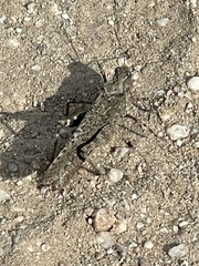 Trimerotropini