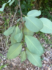 Erythroxylum rufum