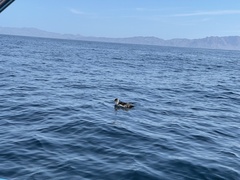 Procellariidae