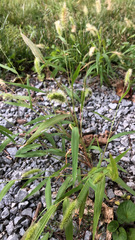 Setaria viridis