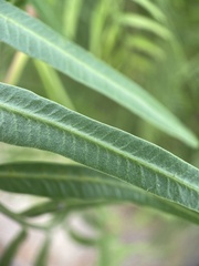 Schinus molle