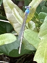 Argia apicalis