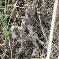 Gnathamitermes