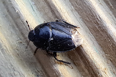 Macroscytus brunneus