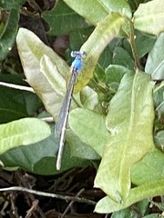 Argia apicalis