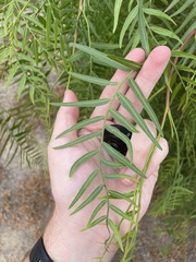 Schinus molle