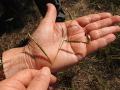 Paspalum plicatulum