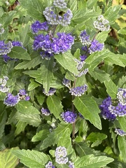 Caryopteris