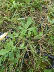 Potentilla reptans