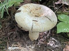 Lactifluus deceptivus