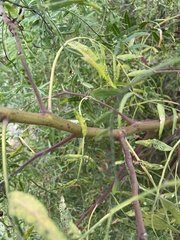 Schinus molle