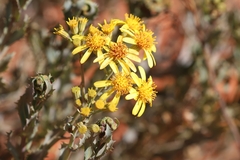 Senecio magnificus