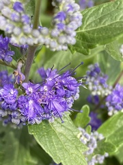 Caryopteris