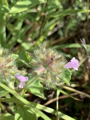 Clinopodium vulgare