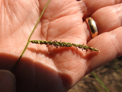 Paspalum plicatulum