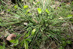 Lomandra laxa