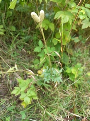 Anemone cylindrica