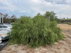Schinus molle