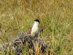 Centropus cupreicaudus