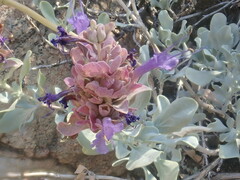 Salvia pachyphylla