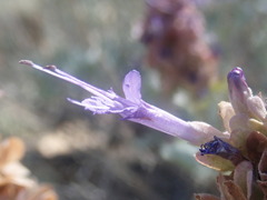 Salvia pachyphylla