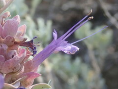 Salvia pachyphylla