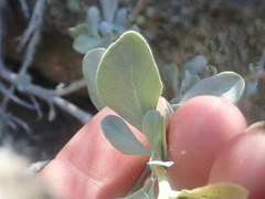 Salvia pachyphylla